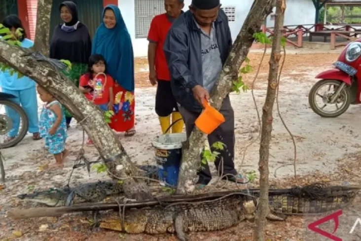Mengerikan, 2 Buaya...