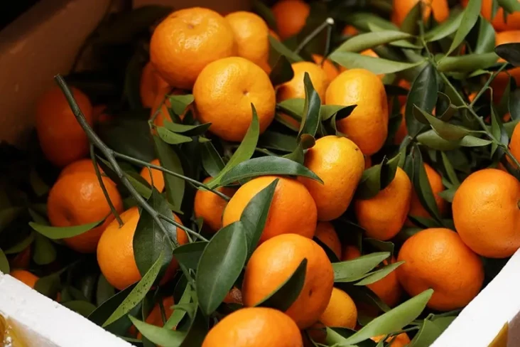 Alasan Jeruk Mandarin...