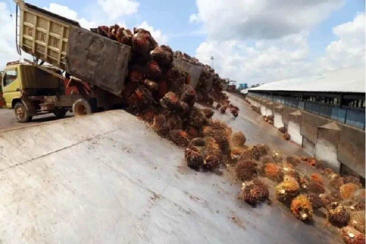 Minyak Goreng Langka,...