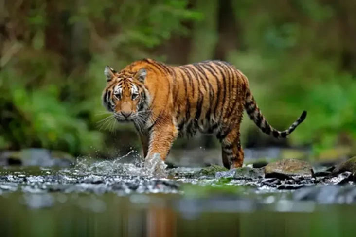 Ini Alasan Kenapa Harimau...