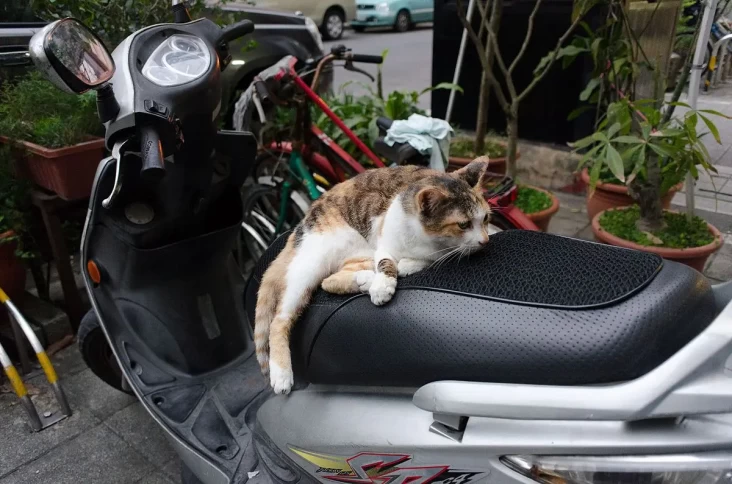 Sayangi Jok Motor Anda,...