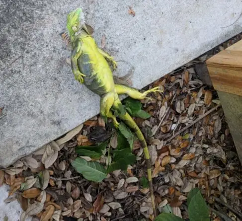 Hujan Iguana dari Pepohonan...