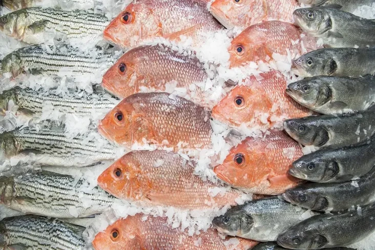 6 Ikan yang Mengandung...
