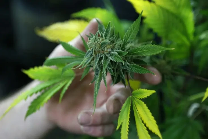 Mabuk Ganja, Pria Thailand...