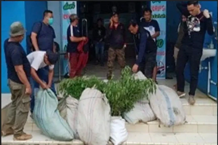 BNN Temukan 1.000 Pohon...