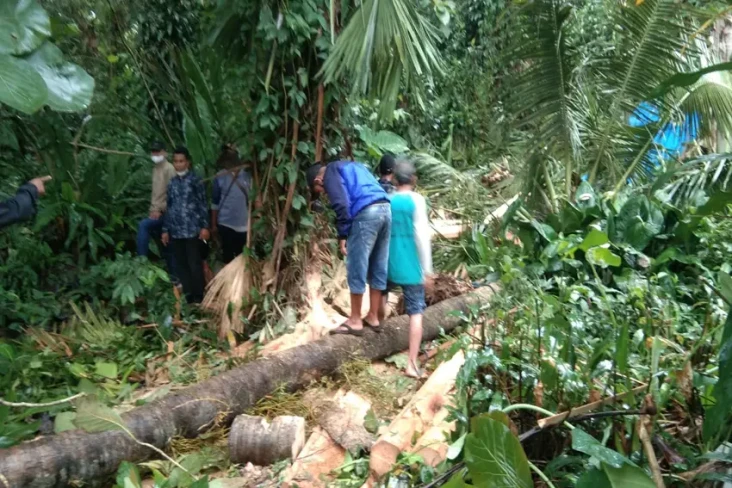Tebang Pohon Kelapa,...
