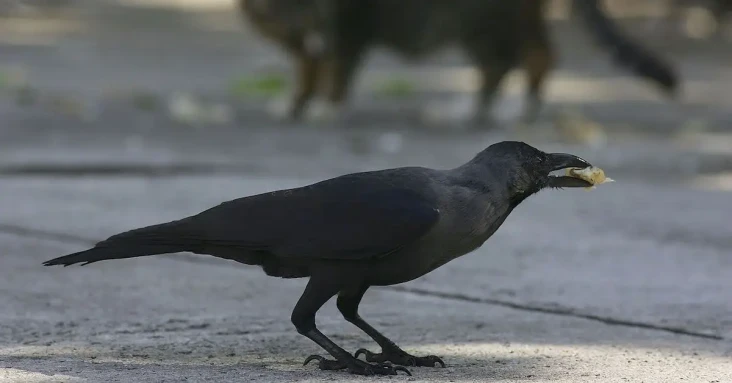 Swedia Latih Burung...