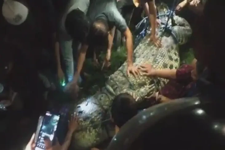 Buaya Berkalung Ban...