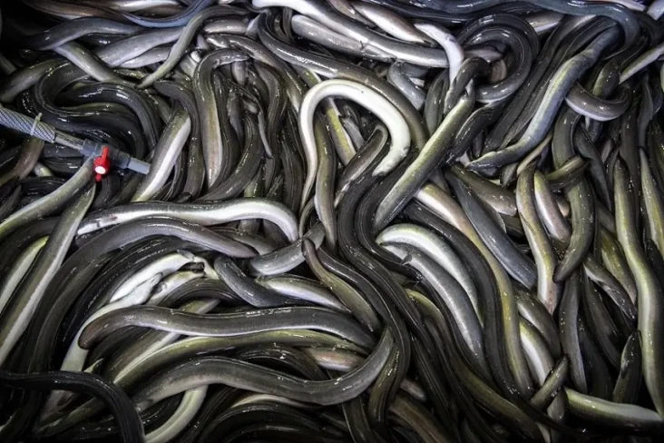 Di Jepang Harga Ikan...