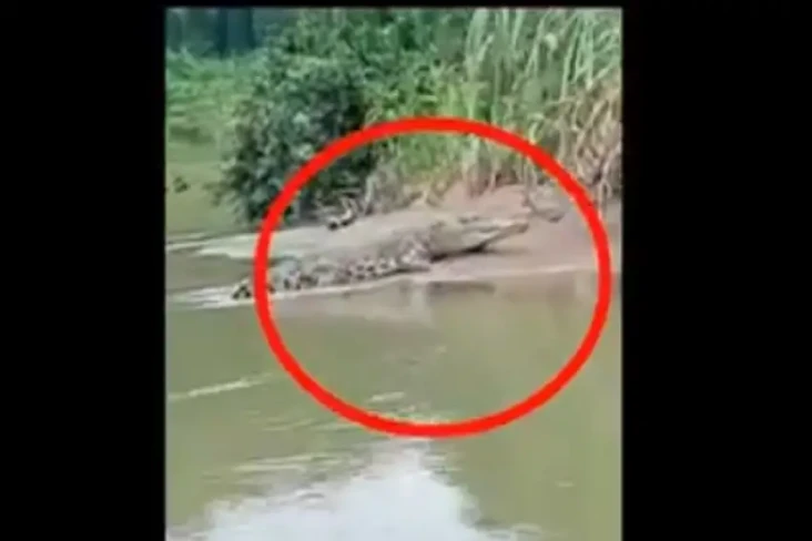 Buaya Ganas Bermunculan...