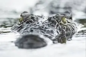 Danau yang Banyak Buaya...