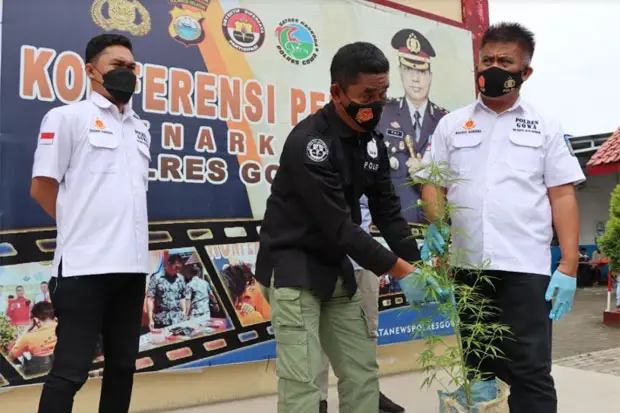 Tanaman Ganja yang Ditemukan...