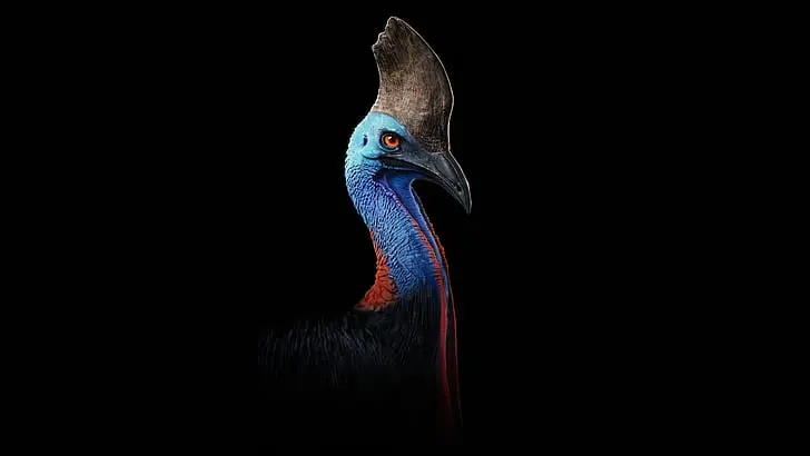 Burung Terbesar di Dunia...