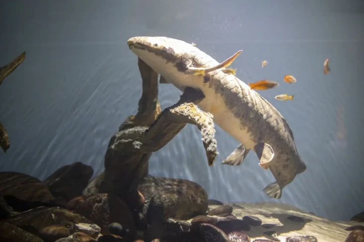 Ikan Akuarium Tertua...