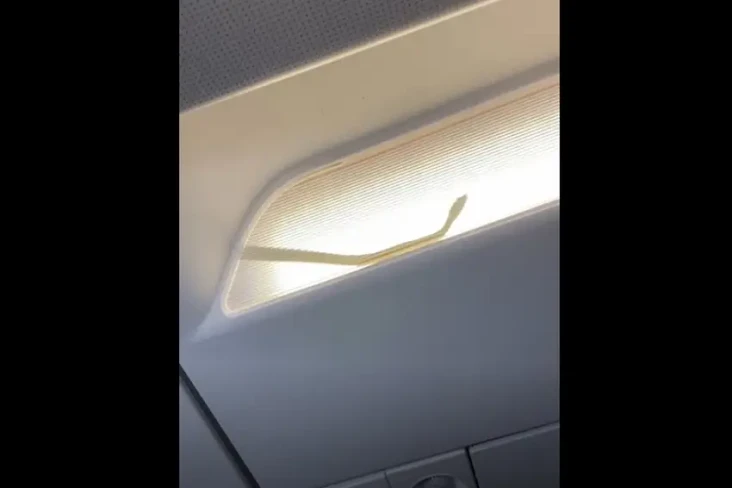 Ada Ular di Kabin AirAsia...