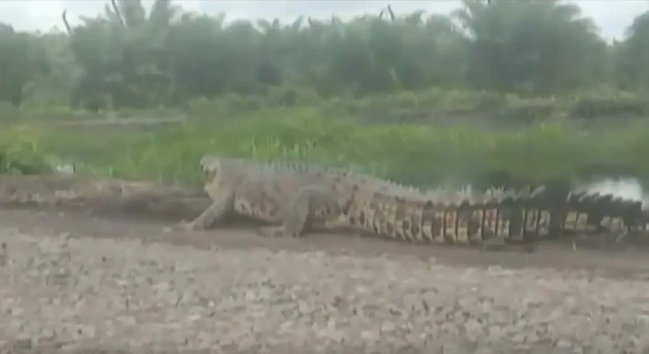 Penampakan Buaya 5 Meter...