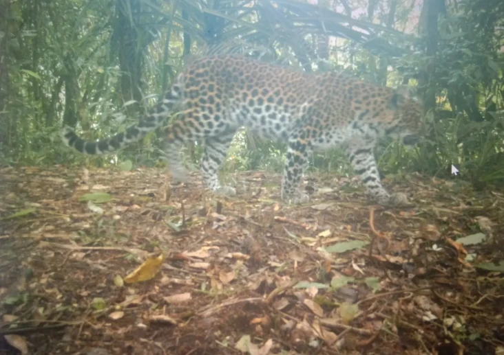 Penampakan Macan Tutul...