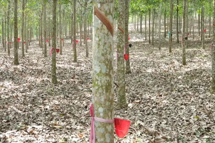 Permintaan Turun, Ekspor...