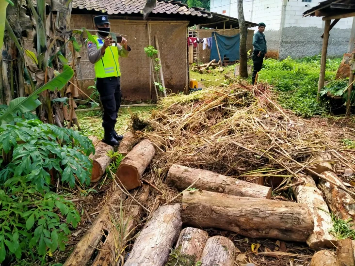 Gudang Kayu Ilegal di...