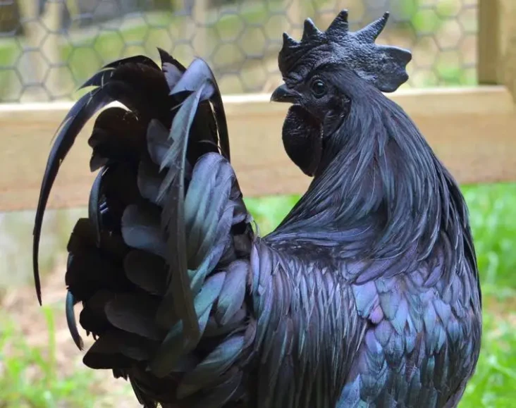 10 Burung Termahal di...
