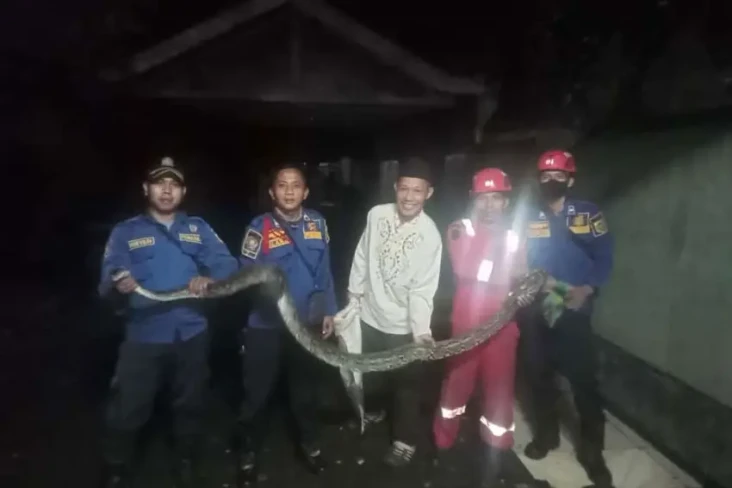 Ngeri, Ular Sanca Sepanjang...
