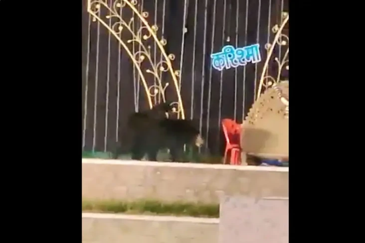 Tamu Tak Diundang! Keluarga...