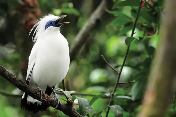 4 Burung yang Hampir...