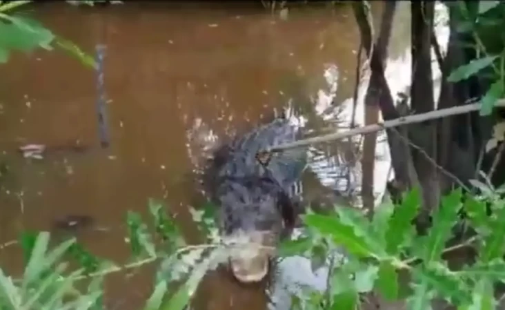 Buaya Monster Berbobot...