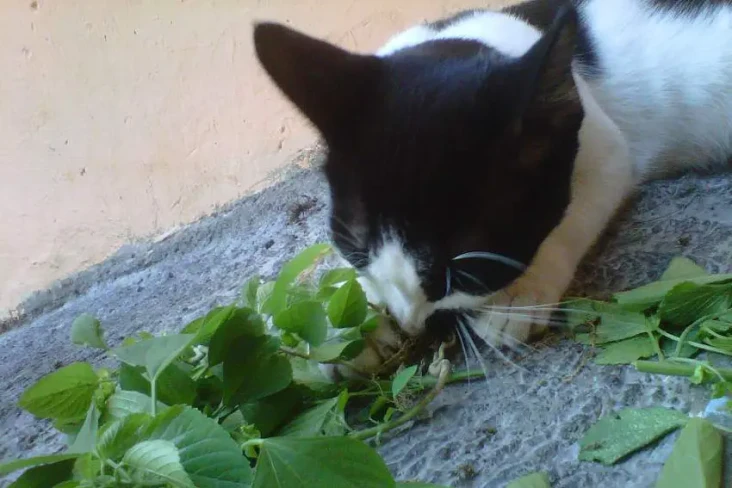 Ini Penyebab Kucing...