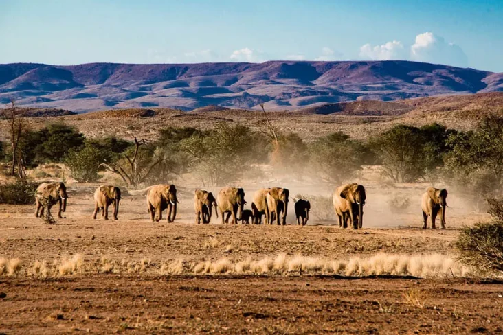 170 Gajah Dijual, Namibia...