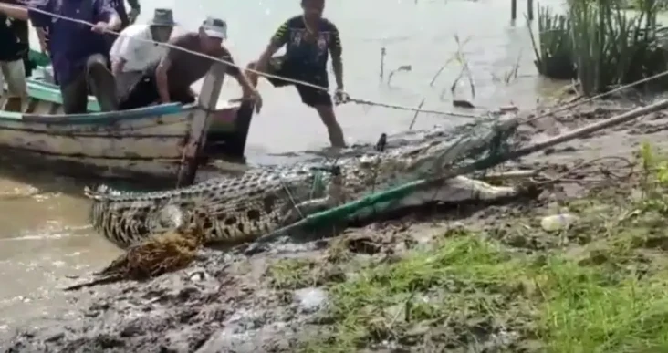 Penampakan Buaya 4 Meter...