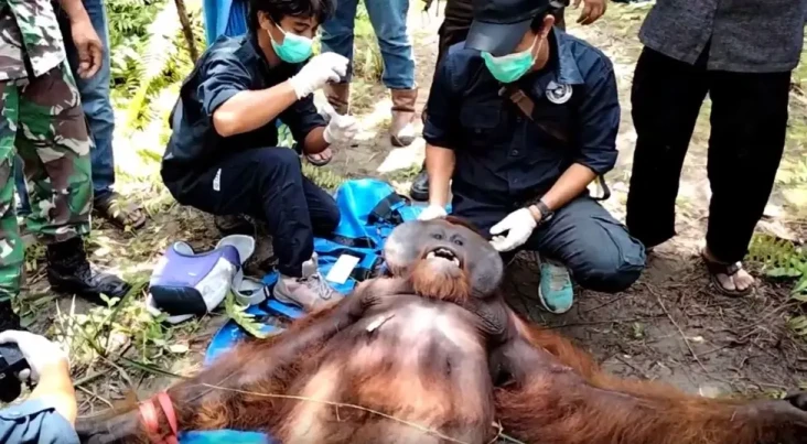 Penampakan Orangutan...