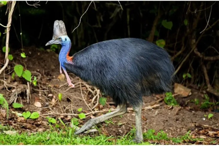 3 Burung Paling Ganas...