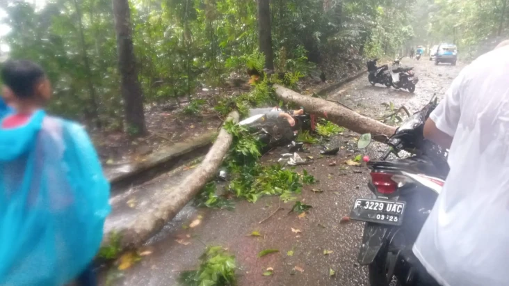 Pohon Tumbang di Sukabumi...