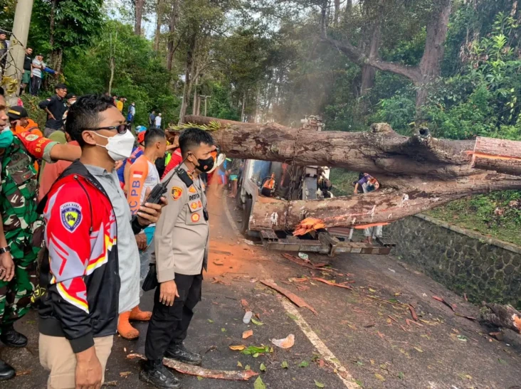 Pohon Tumbang Menimpa...