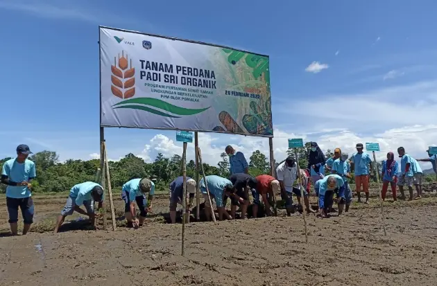 Tanam Perdana SRI Organik...