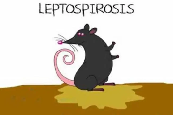 Ciri Sakit Leptospirosis,...