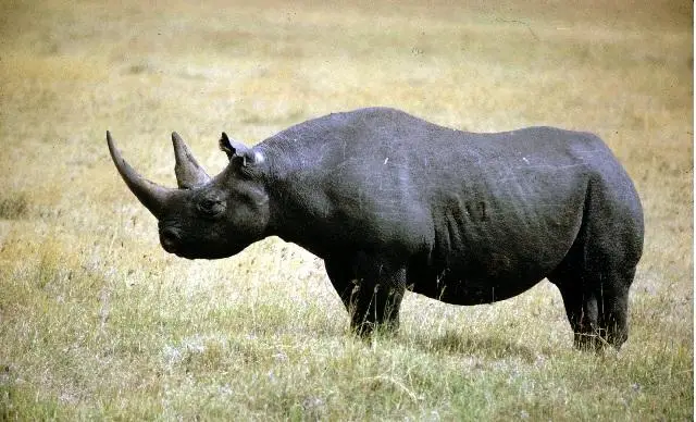 Afrika Selatan Izinkan...