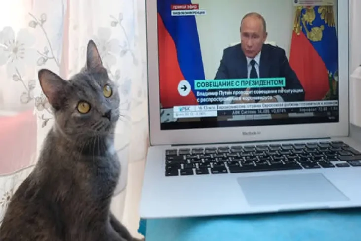 Kucing Pun Kena Sanksi...