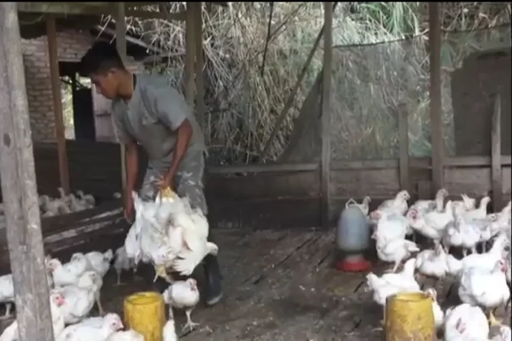 Harga Daging Sapi Melangit,...