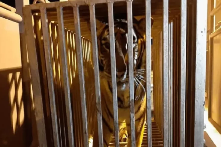 Singa dan Harimau Ikut...