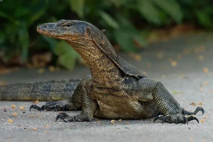 Alat Reproduksi Reptil...