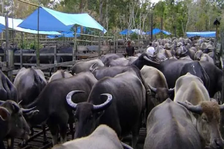 Kerbau India Jadi Penawar...