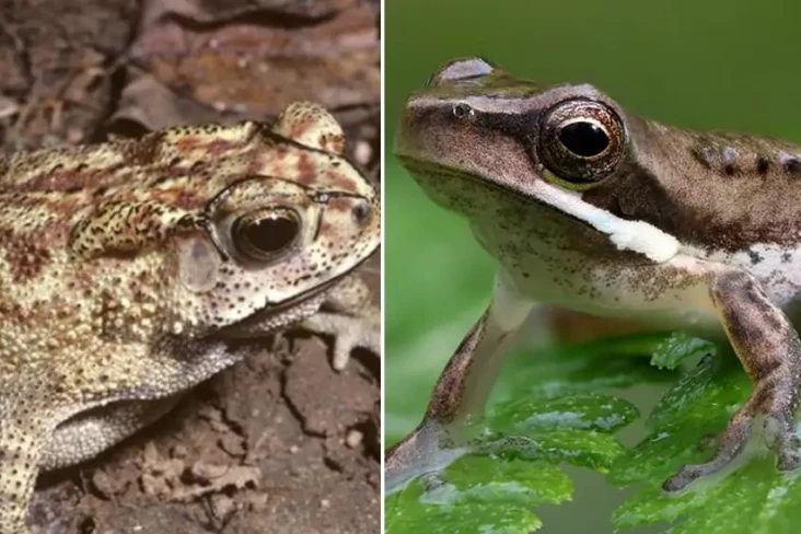 Ini Perbedaan Katak...