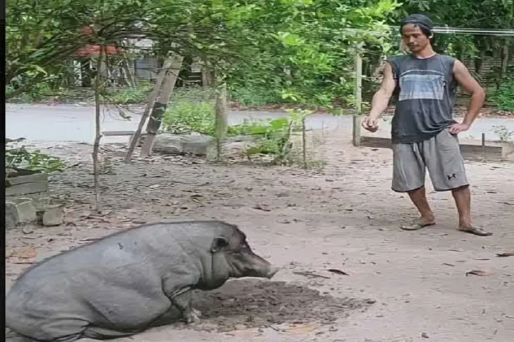 Ratusan Ekor Babi di...