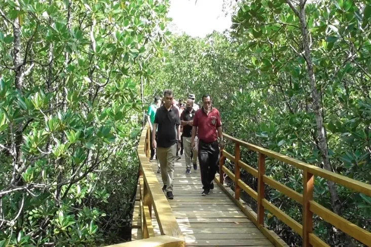 Mangrove Terluas di...