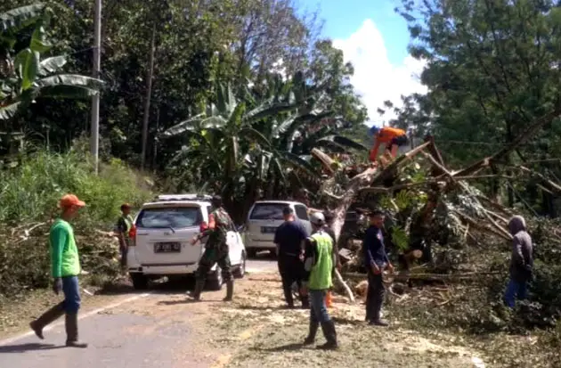 Pohon Tumbang, Arus...