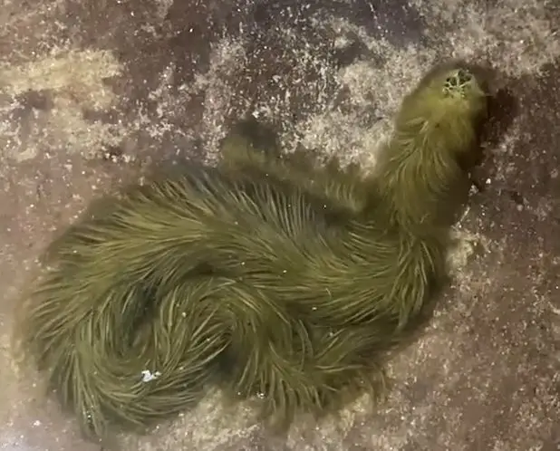 Ular Misterius Berbulu...