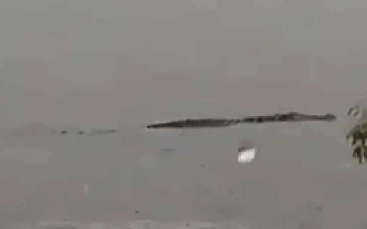 Penampakan Buaya 4 Meter...