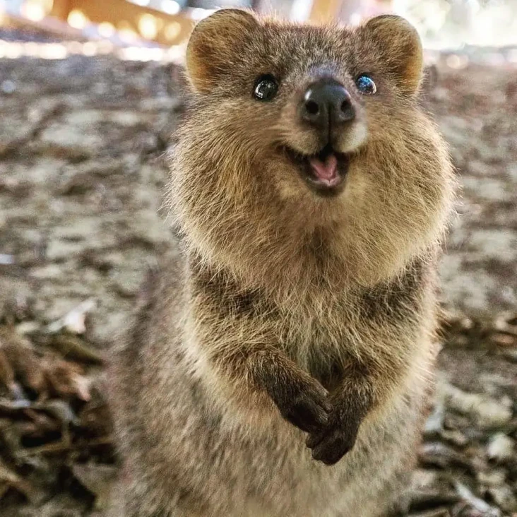 15 Fakta Quokka Hewan...